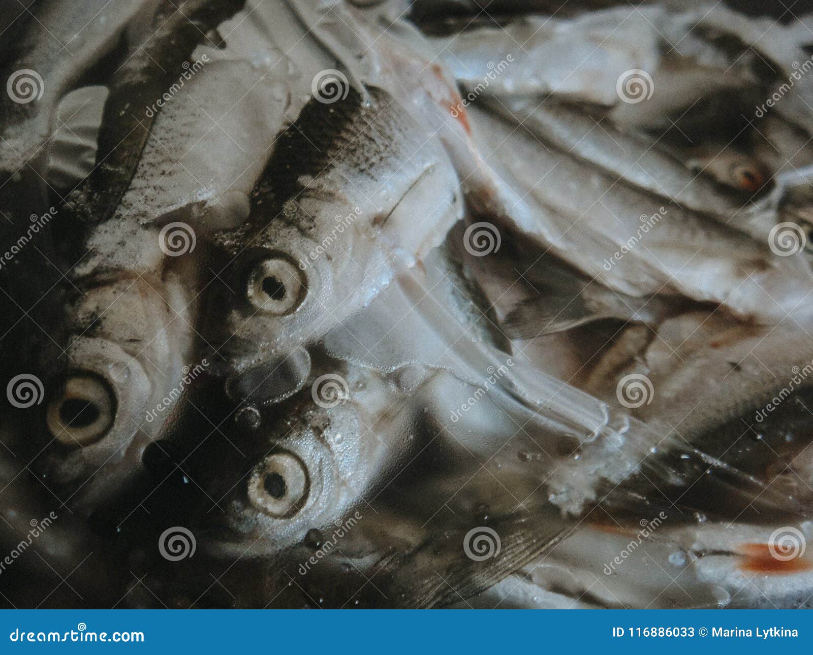 Frozen fish stock image. Image of close, fish, eyes 116886033
