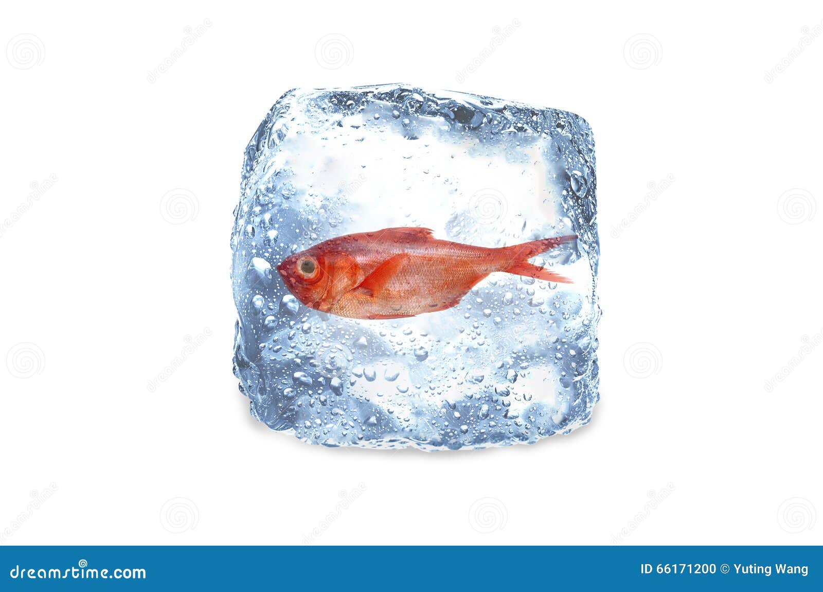 Frozen fish,ice stock photo. Image of ingredient, seafood - 66171200