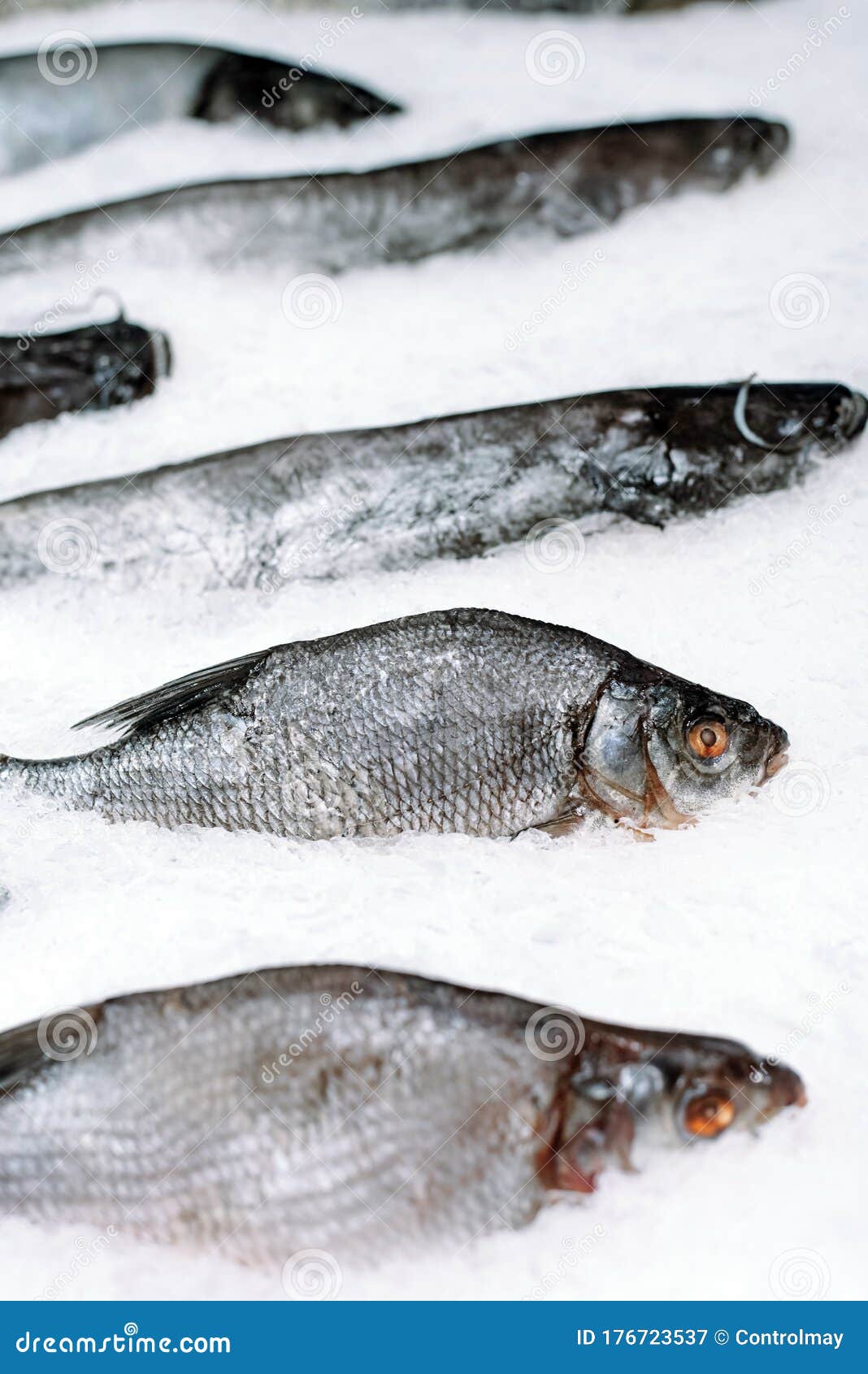 Frozen Fish in Ice in a Supermarket. Close Up Stock Image Image of
