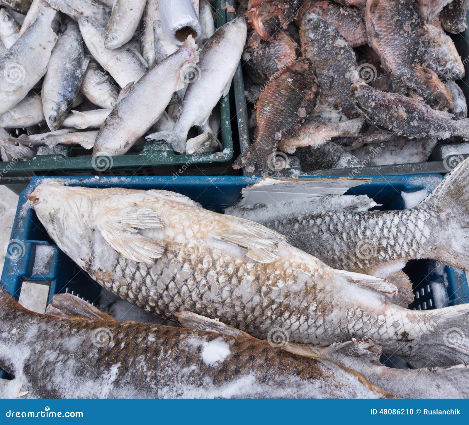 Frozen fish stock photo. Image of seafood, delicious 48086210