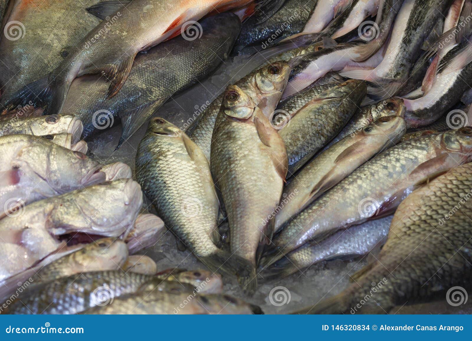 frozen fish food for sale