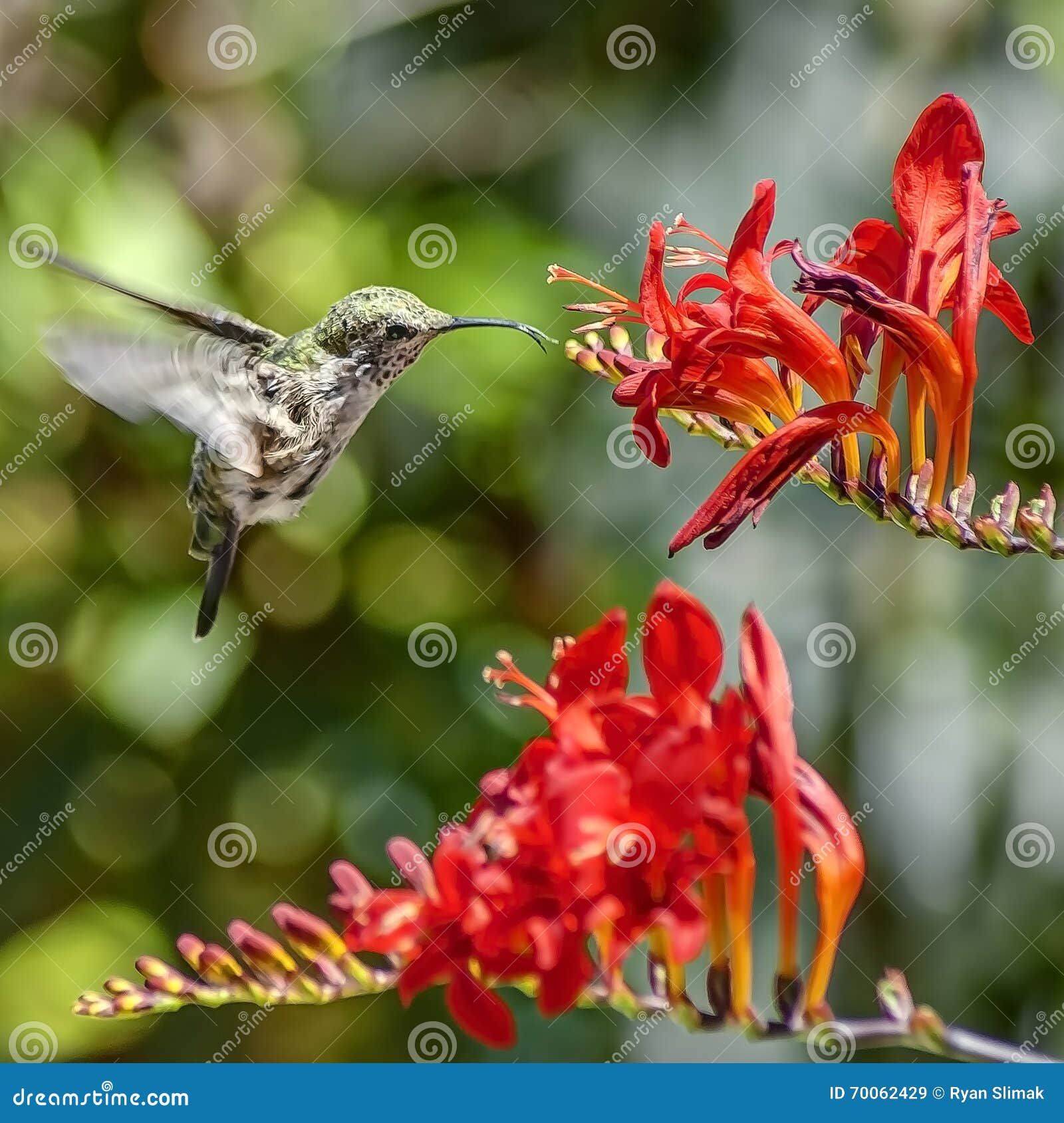 Hummingbird in Mid Flight Drinks Nectar from Red Flower Stock Image