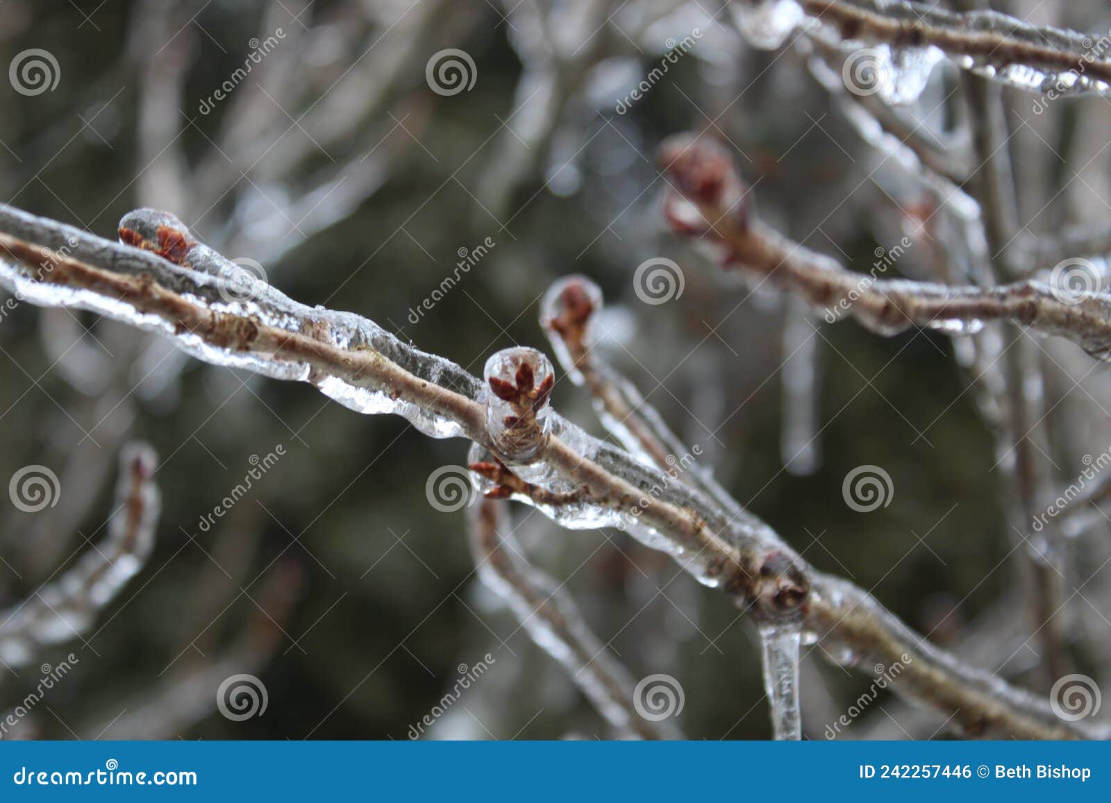 Frozen flower buds 11 stock photo. Image of spring, buds 242257446