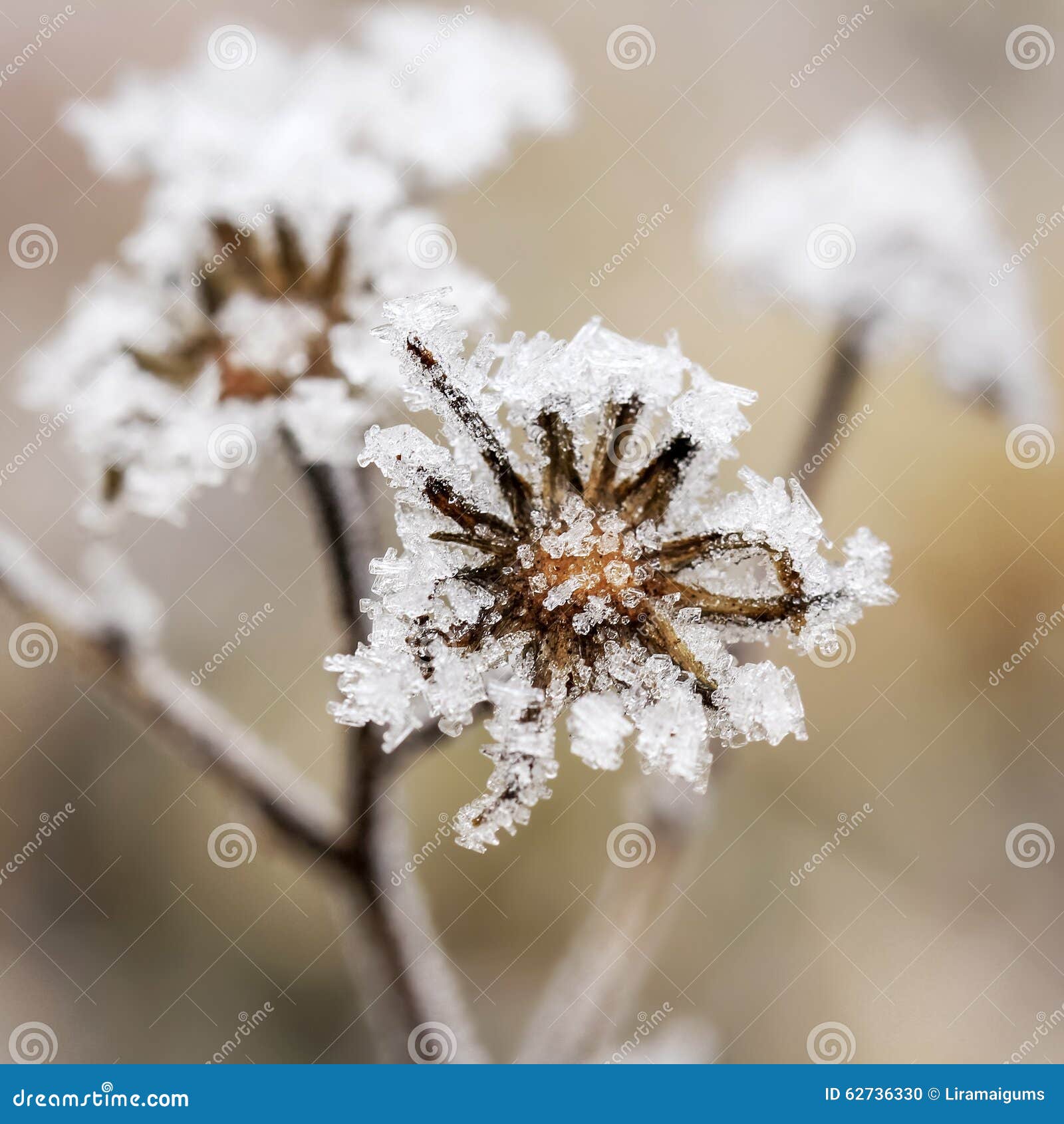 Frozen flower stock photo. Image of frozen, snow, winter 62736330
