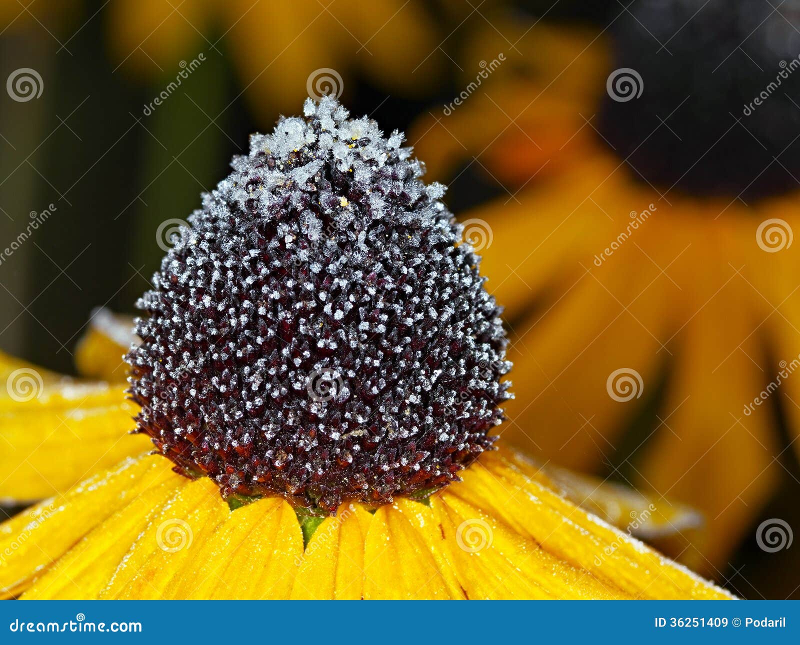 Frozen flower stock image. Image of fine, macro, closeup 36251409