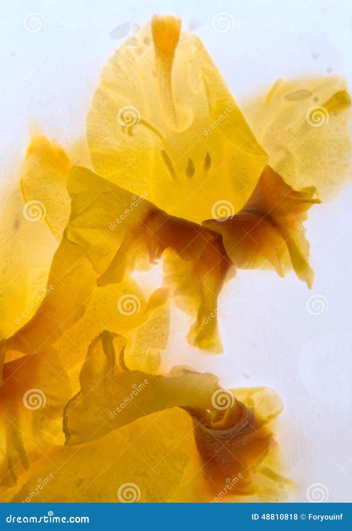 Frozen flower of gladiolus stock photo. Image of bunch 48810818