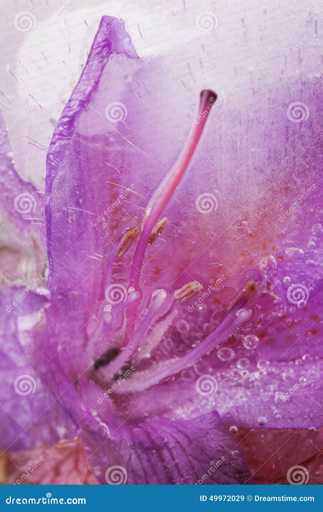 Frozen Flower stock image. Image of called, series, frozen 49972029