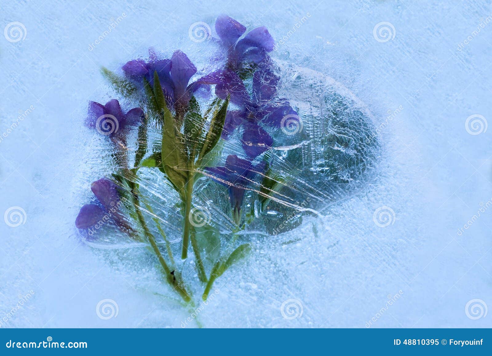 Frozen flower of phlox stock image. Image of nature, preserved 48810395