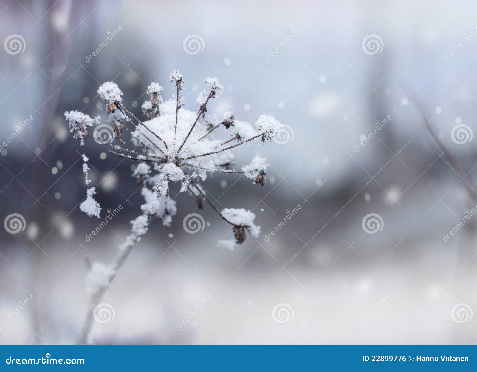frozen flower twig in winter snowfall