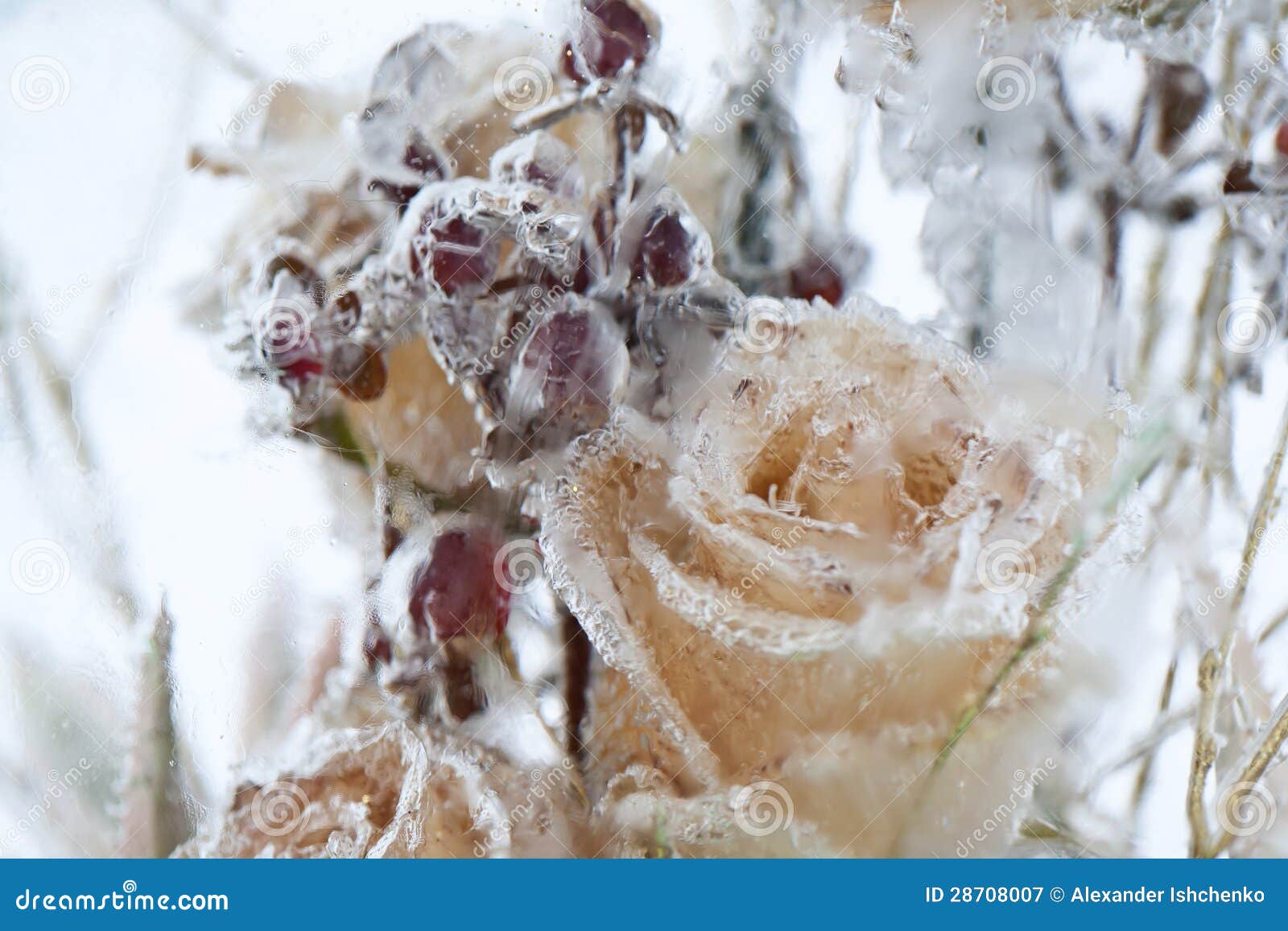 Frozen flowers. stock image. Image of frozen, concept 28708007