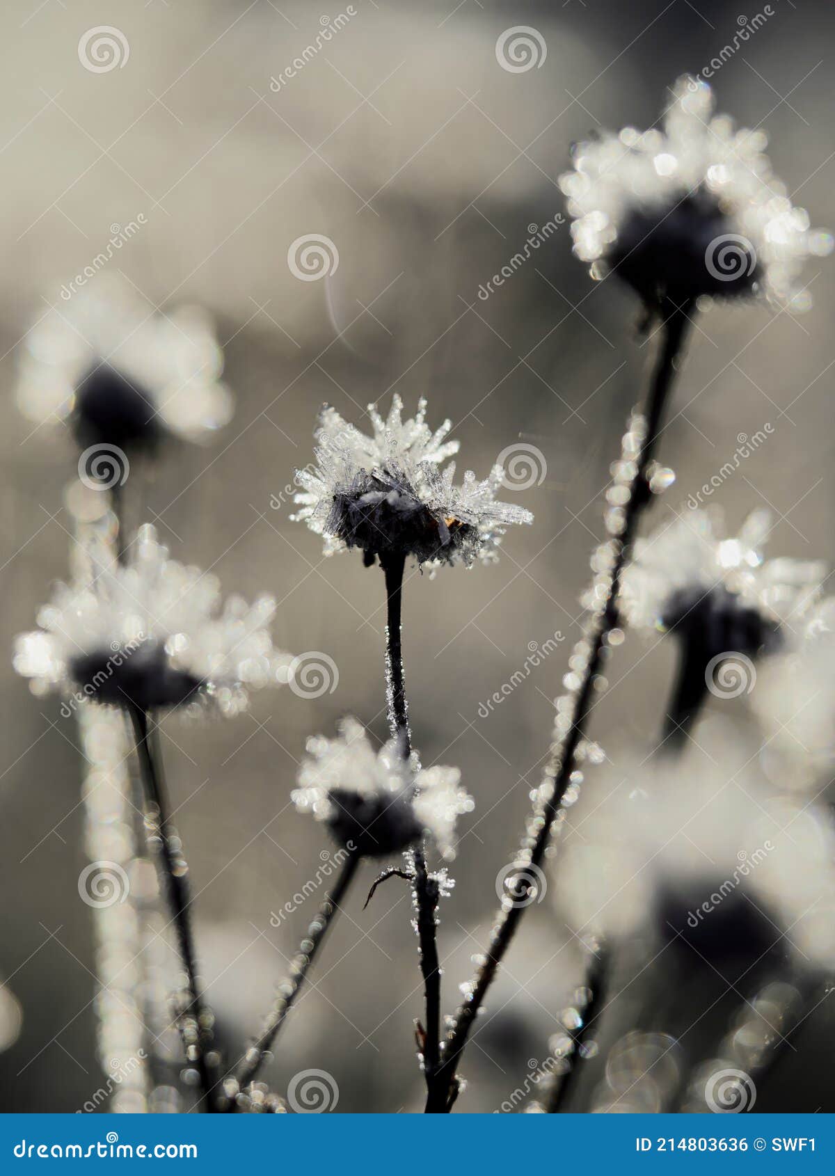 Frozen Flowers of Ice Crystals Stock Photo Image of winter, season