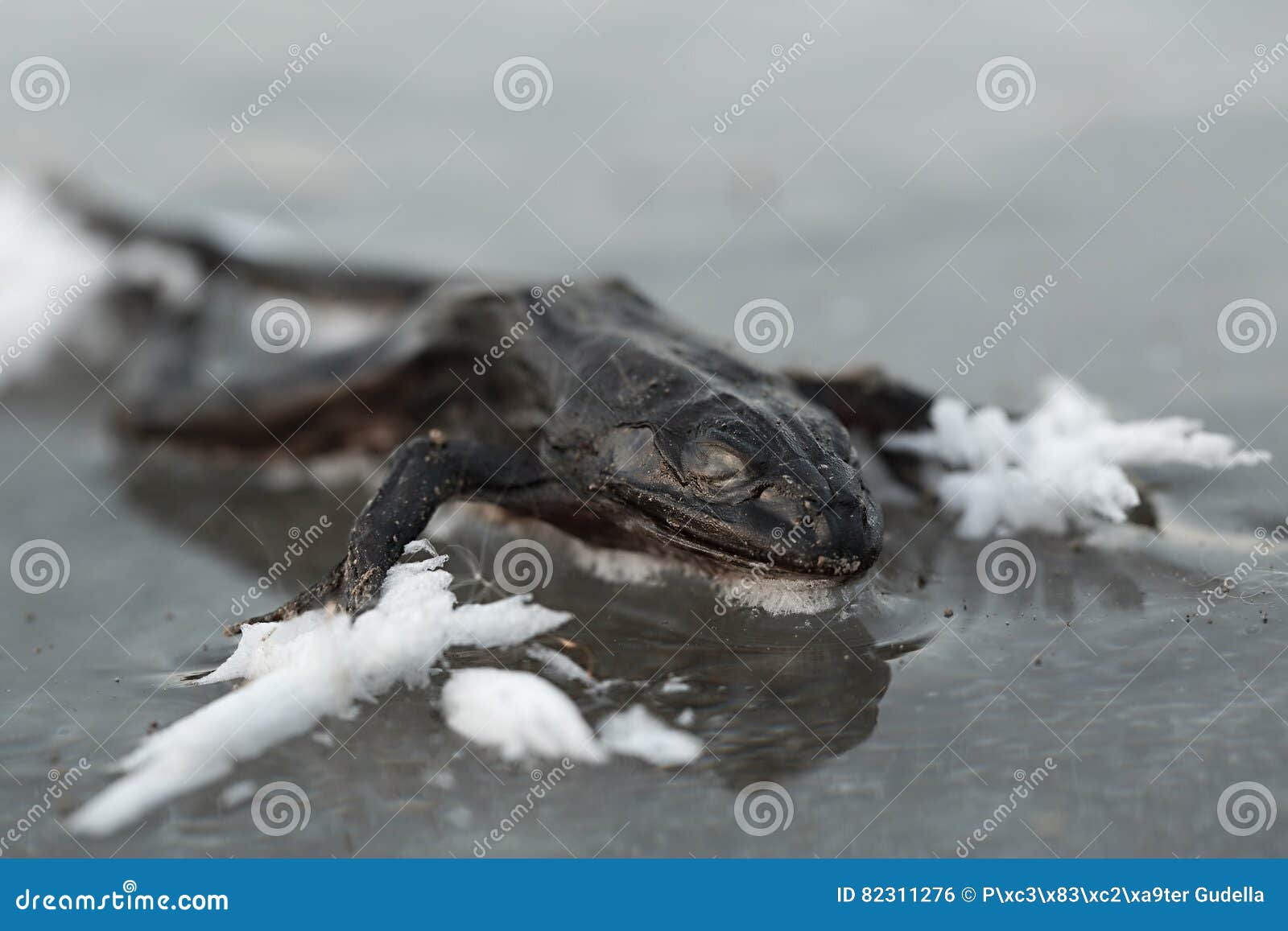 Frozen frog on ice stock photo. Image of frog, life, harsh 82311276