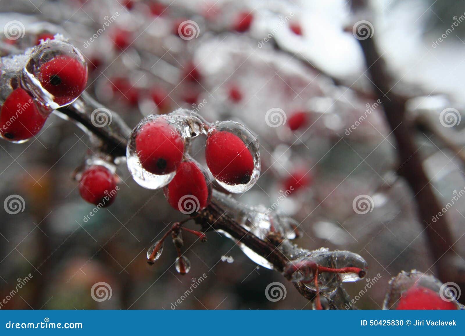 Frozen Fruits with Fresh Ice Stock Photo Image of nature, crystal