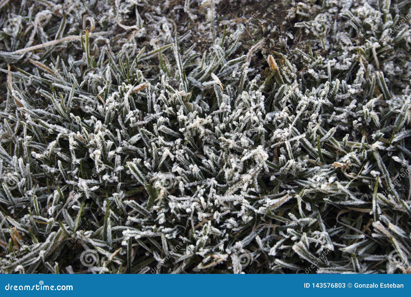 Frozen grass close up stock image. Image of beautiful 143576803
