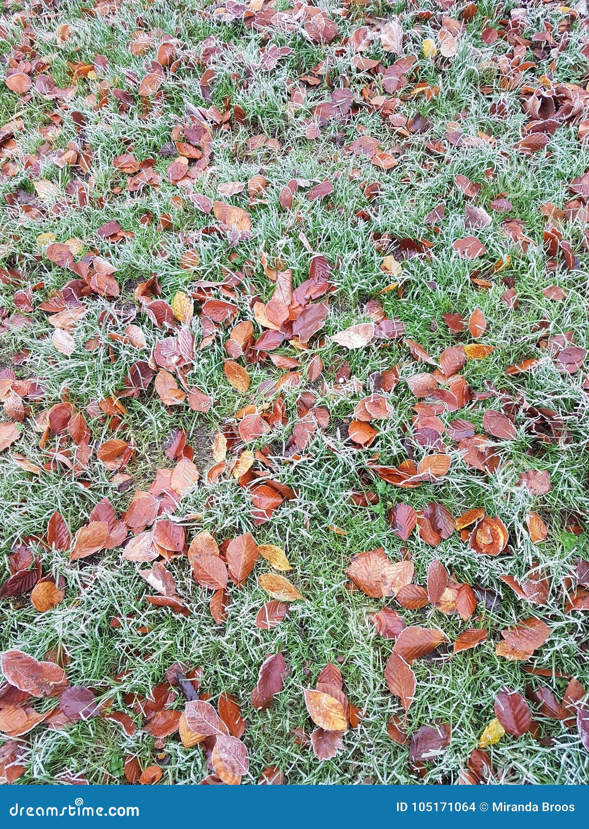 Frozen ground stock photo. Image of winter, frozen, ground 105171064