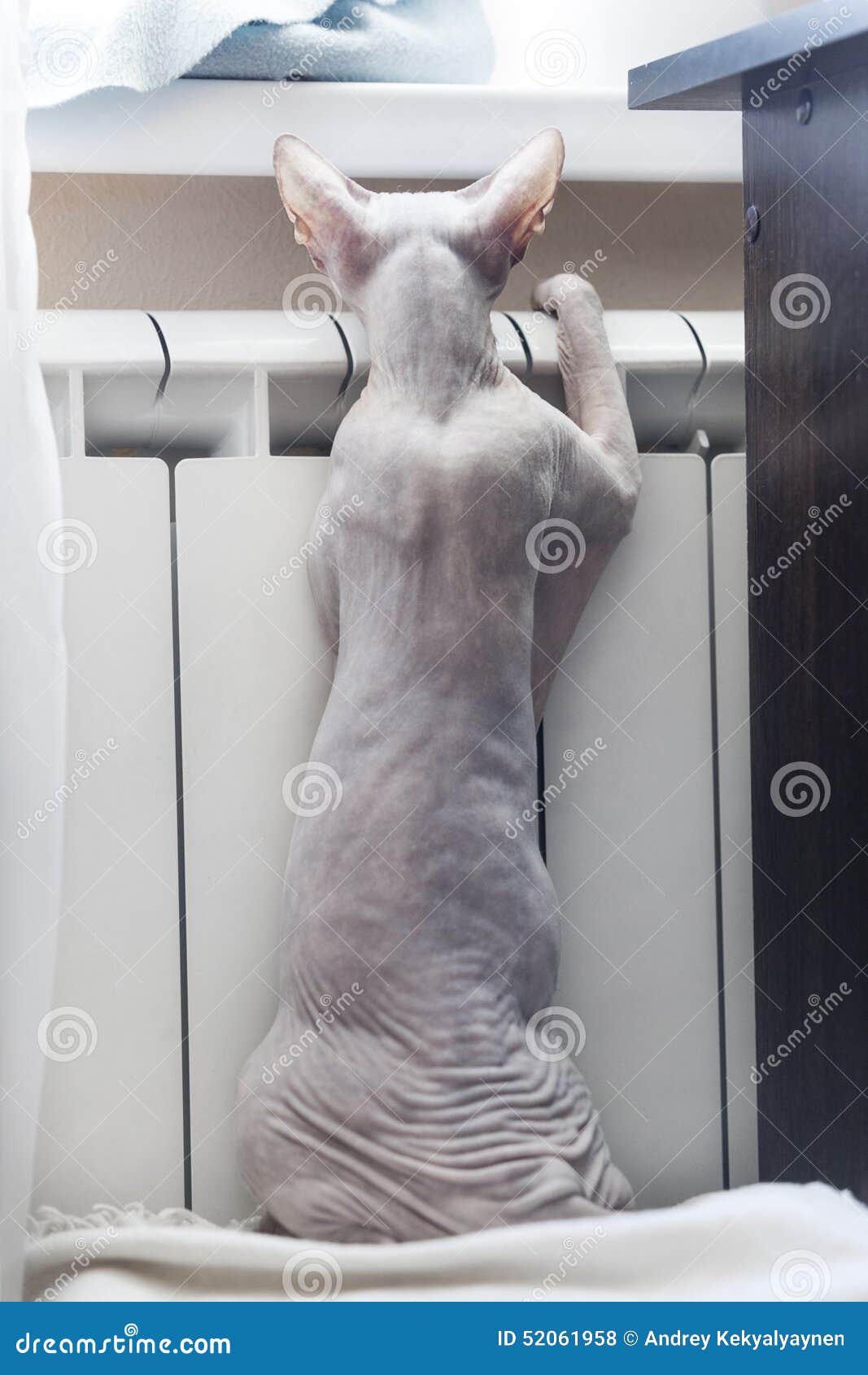 Frozen Hairless Cat, Sphynx, Warming in the Central Heating Radiator Stock Photo Image of cold