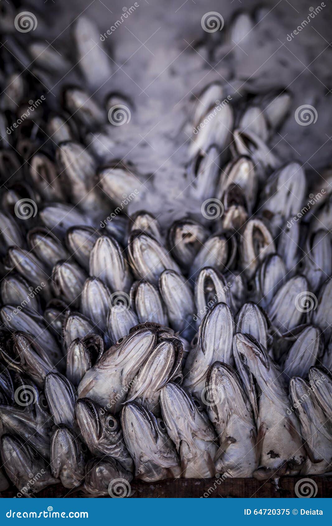 Frozen hake fish heads stock image. Image of food, bright 64720375