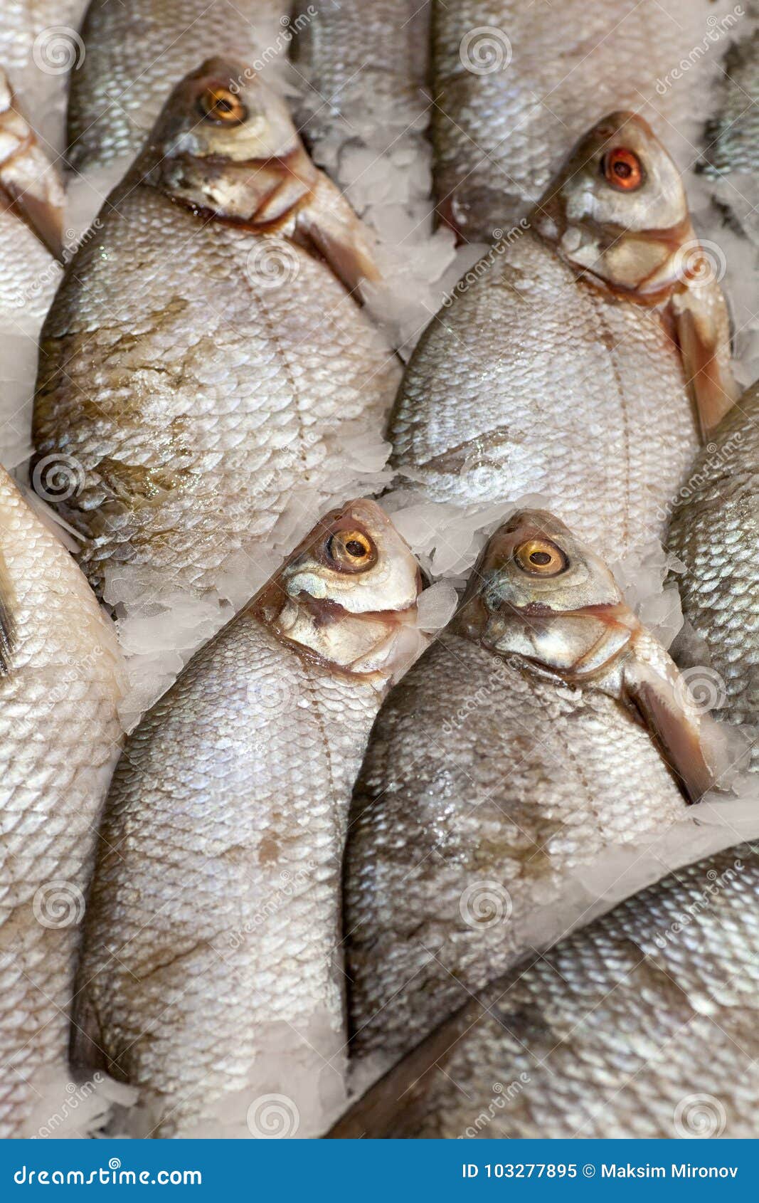frozen fish heads for sale frozen fish heads for sale