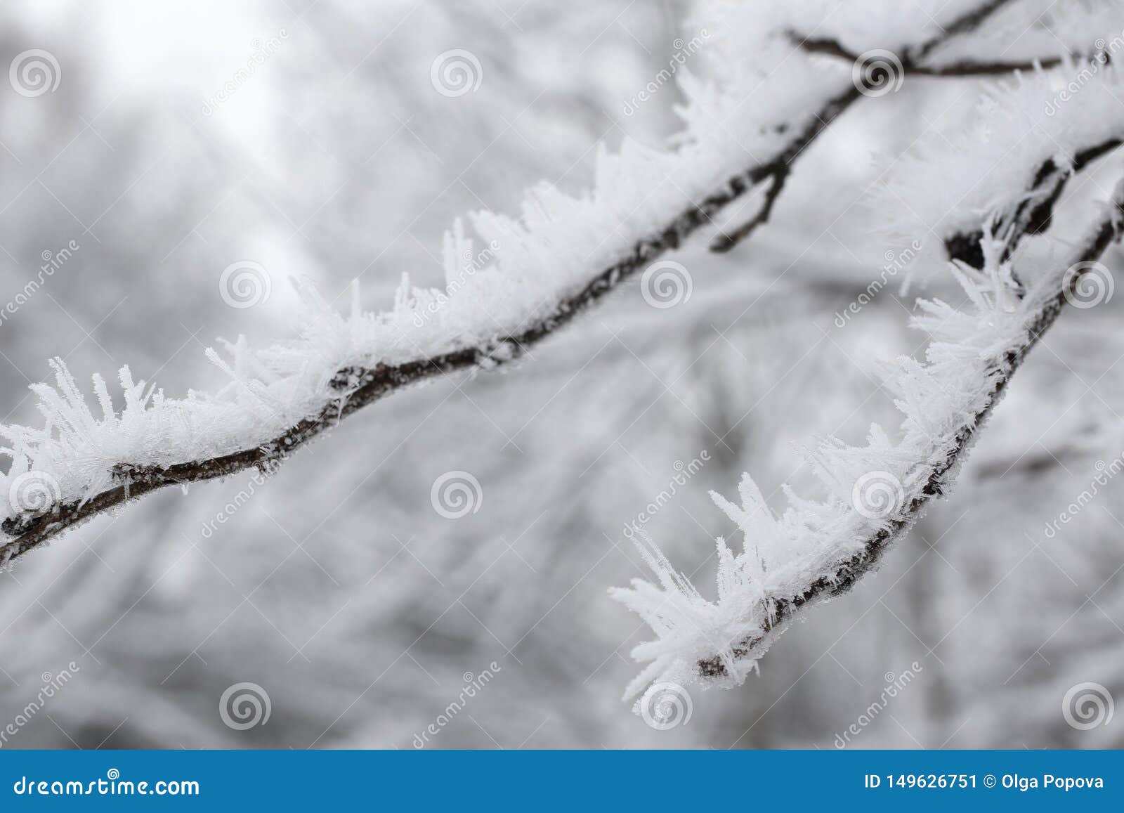 Frozen Ice Crystals on the Branches Stock Image - Image of back, frozen ...