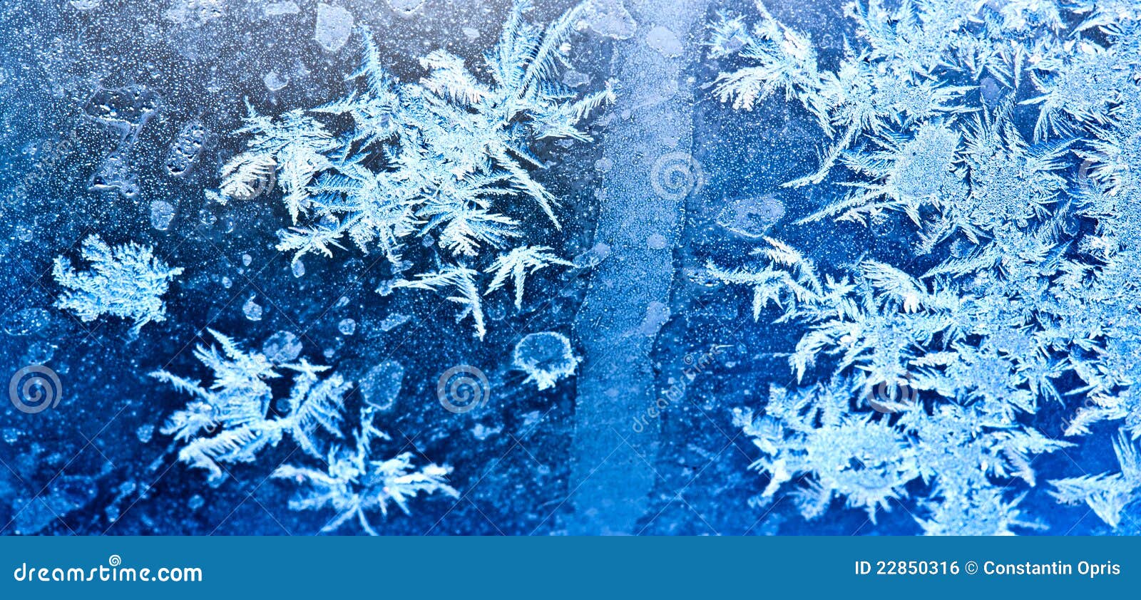 frozen ice flowers