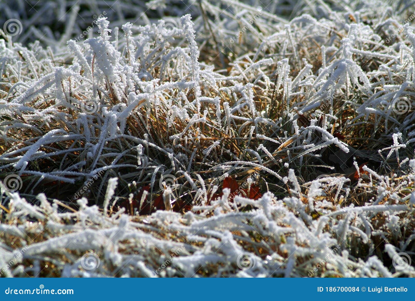 frozen landscape in piedmont in northern italy,  during winter