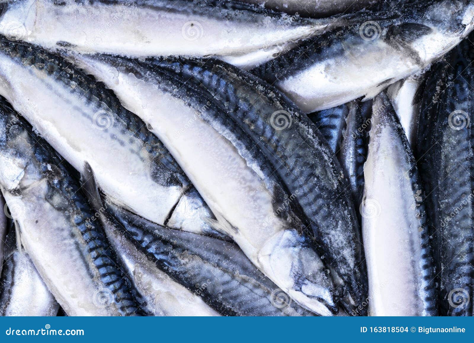 Frozen Mackerel. Frozen Group of Fish. Iced Athlantic Fish. Mackerel