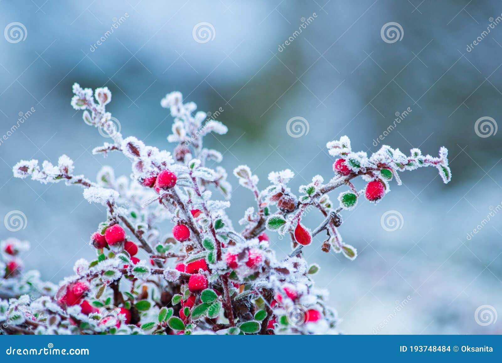 Frozen Nature with Red Berries. Winter Background. Stock - Image of frosty, berries: 193748484