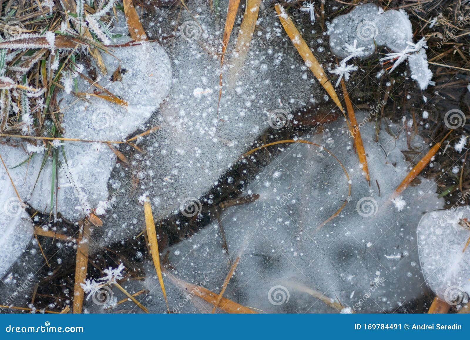 frozen grass on a winter morning: frost macro photography, ice fractal formations over plants.
