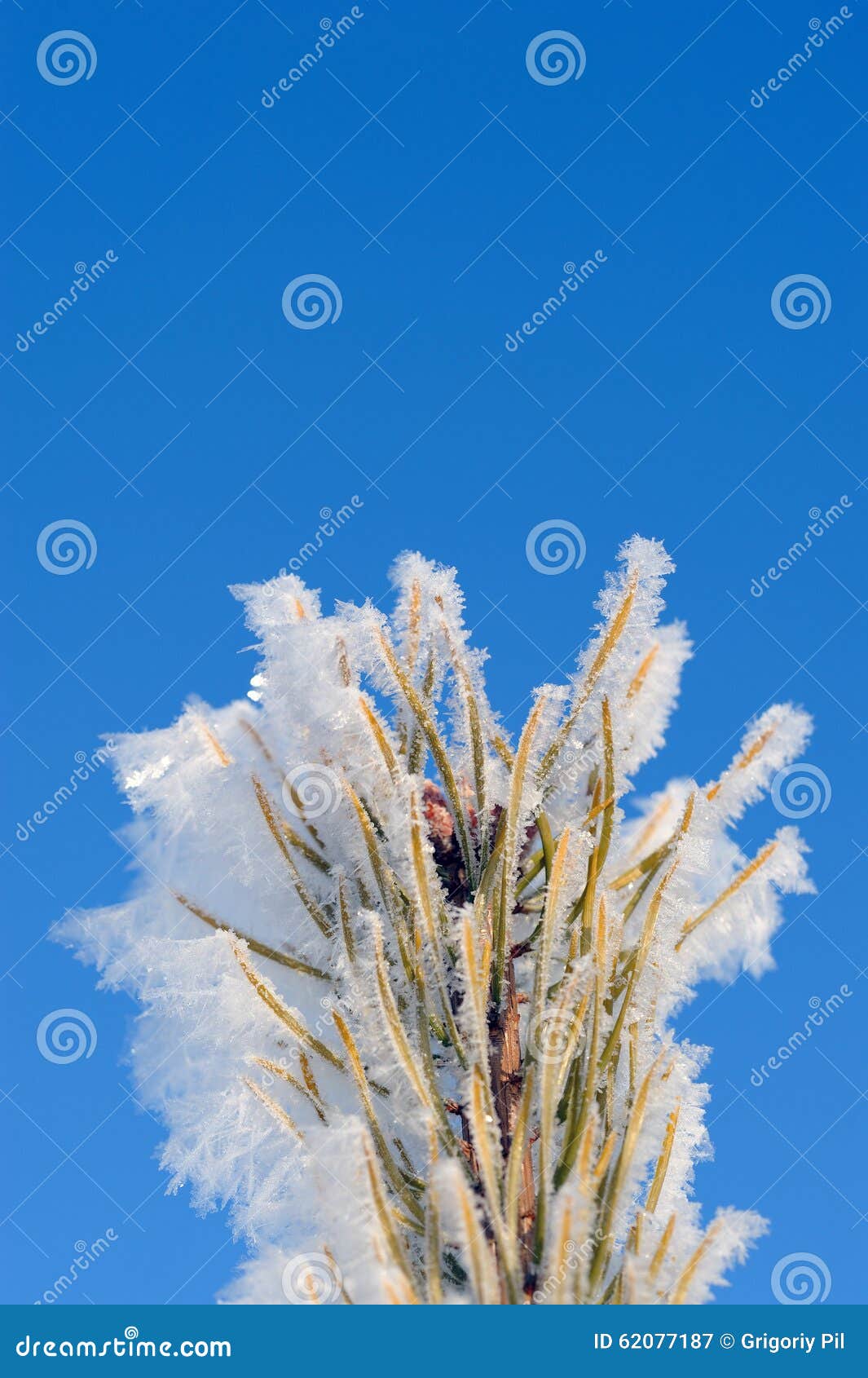 Frozen pine needles stock image. Image of snowflake, cold 62077187