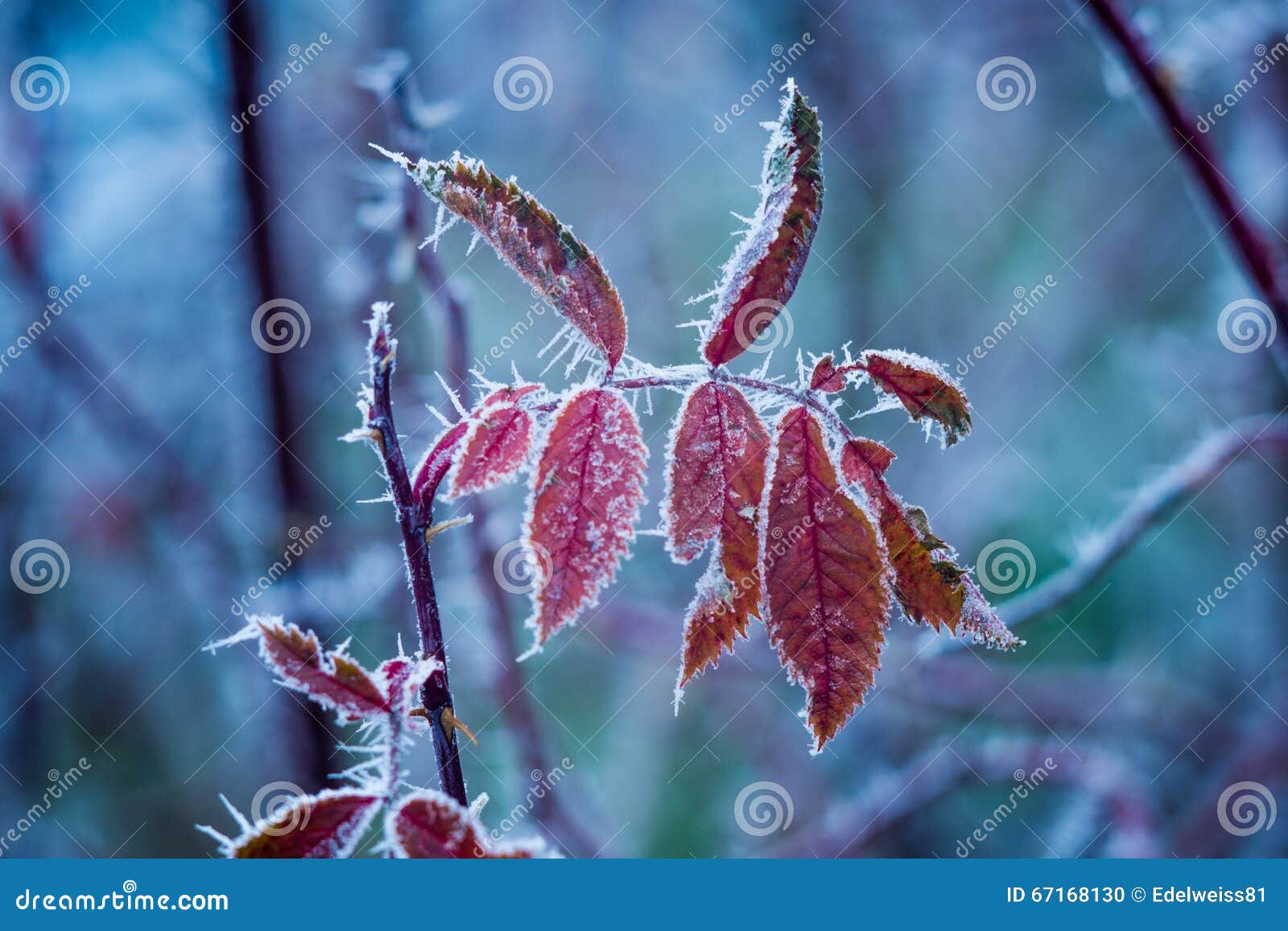 Frozen plant stock photo. Image of plant, freeze, covered 67168130
