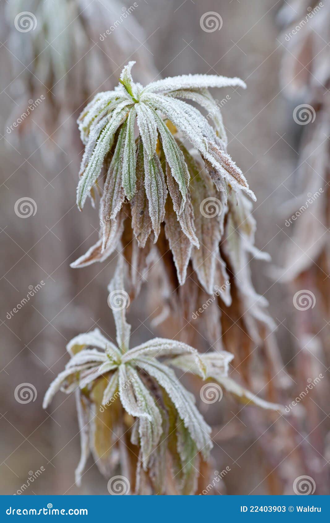 Frozen Plants. Frost on Leaves Stock Image Image of plant, leaves