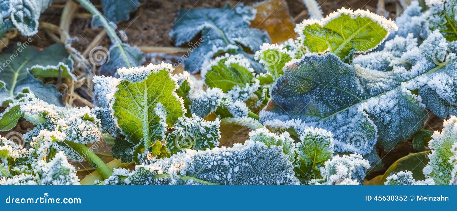 Frozen Plants on the Meadow Stock Photo Image of landscape, food