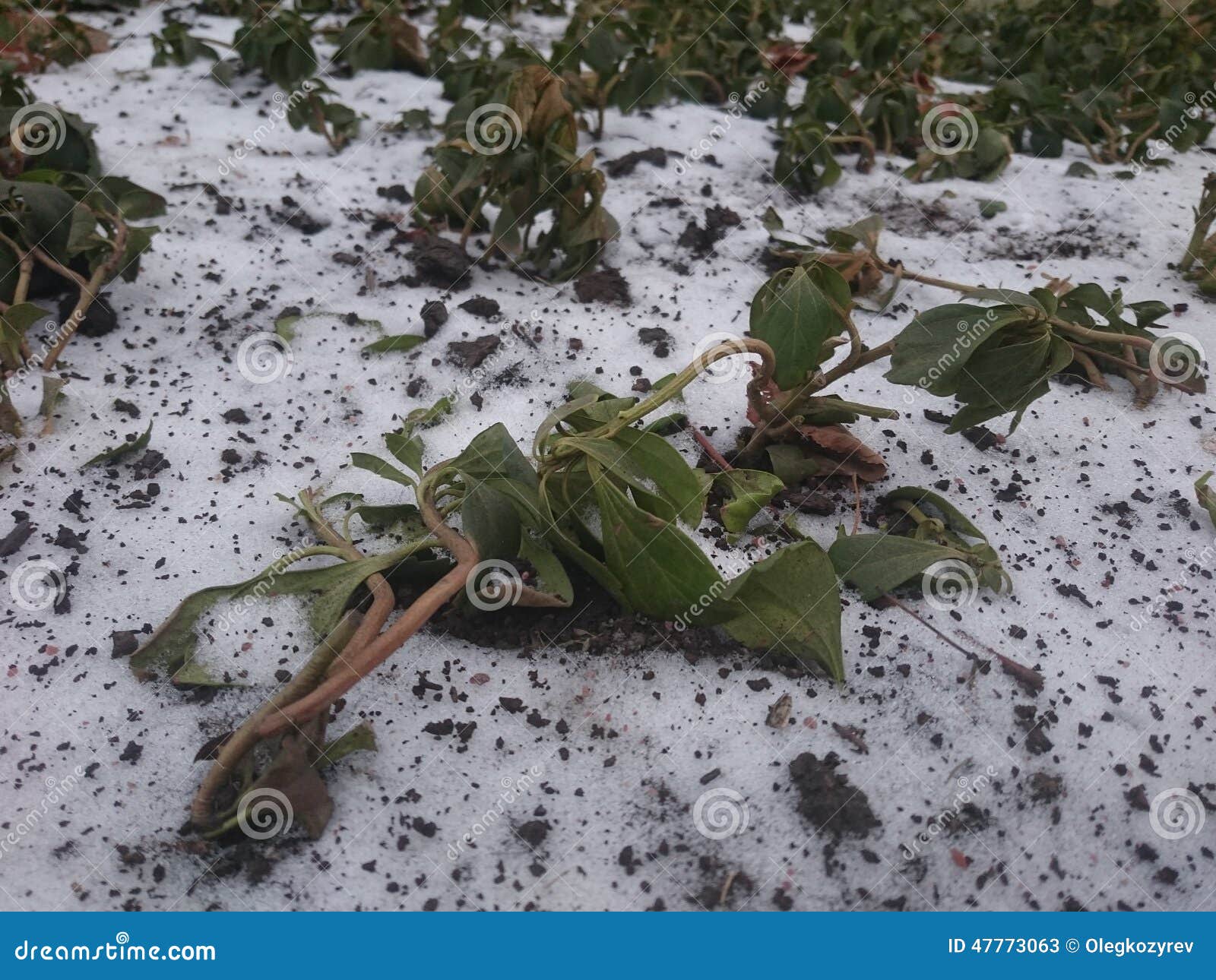 Frozen plants in the snow stock image. Image of nature 47773063