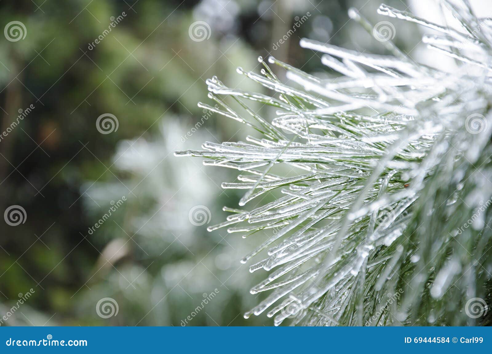 Frozen plants in winter stock photo. Image of snow, landscape 69444584