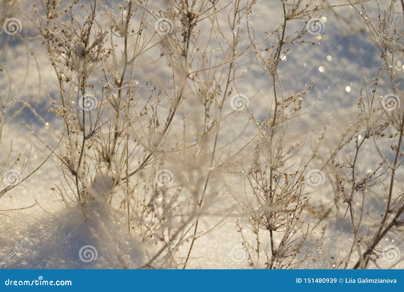 Frozen plants in winter stock image. Image of covered 151480939
