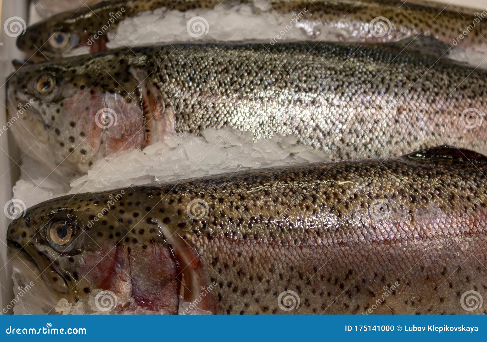 Frozen Rainbow Trout Lying on the Counter of the Store Stock Photo