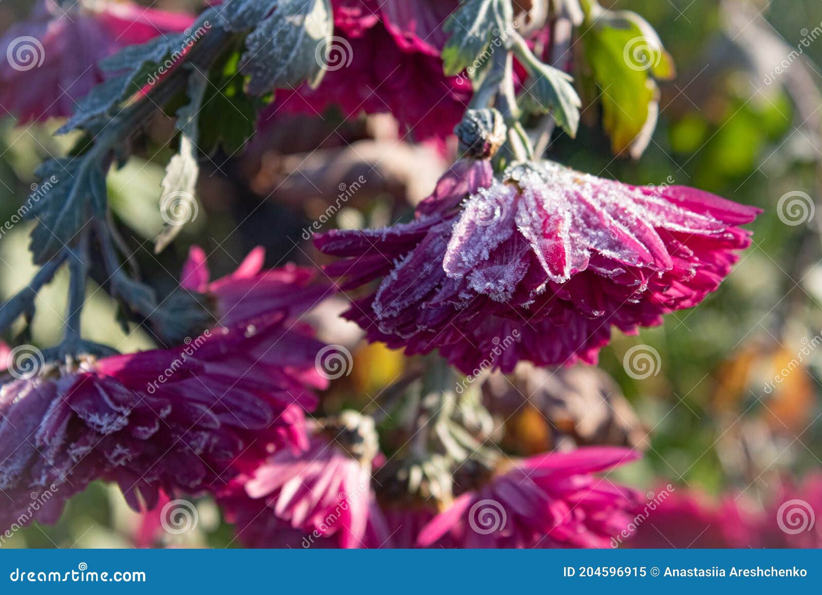 frozen raspberry chrysanthemum bush with any ingest on petals