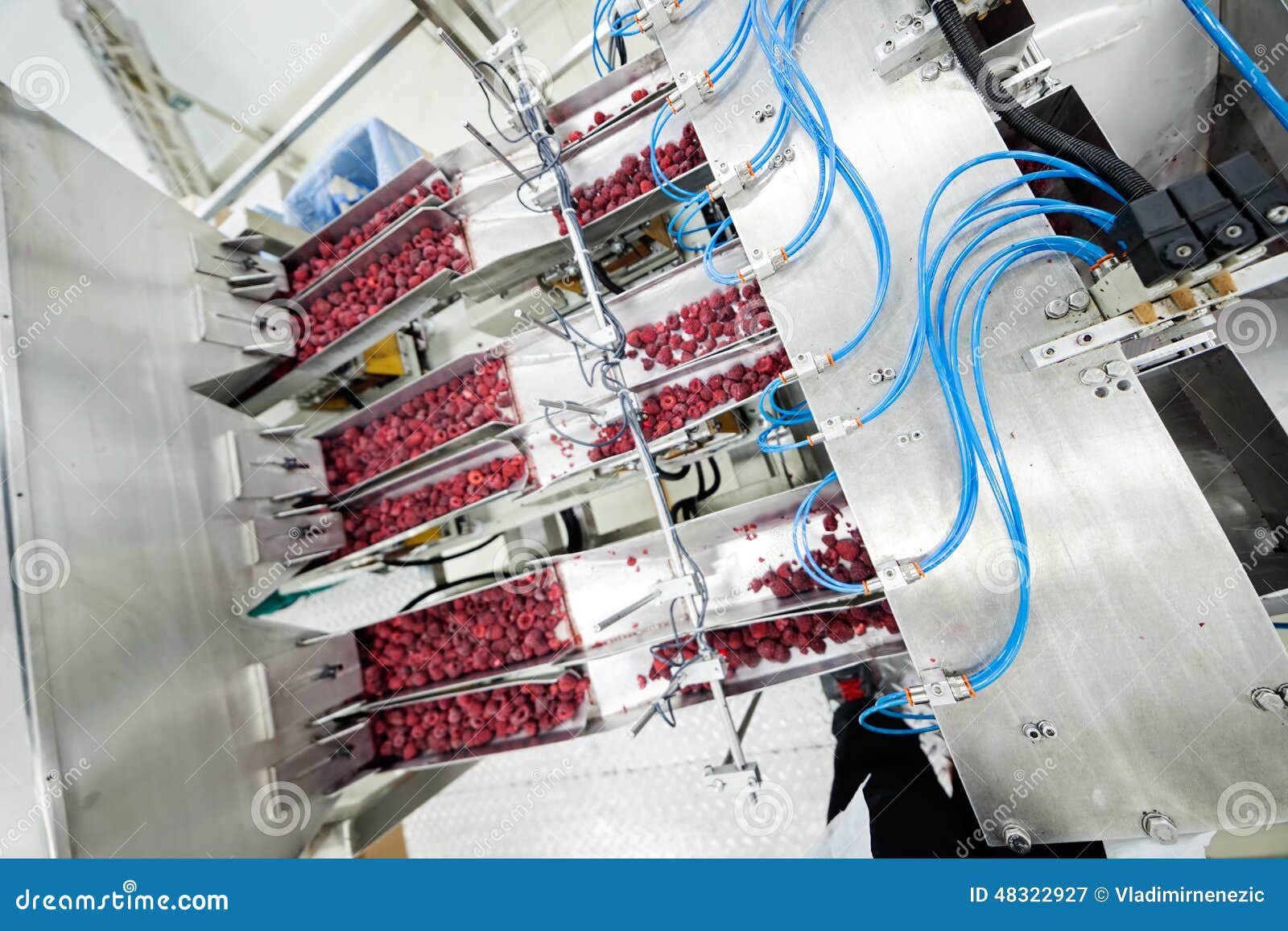 Frozen Raspberry Processing Business Stock Image Image of people