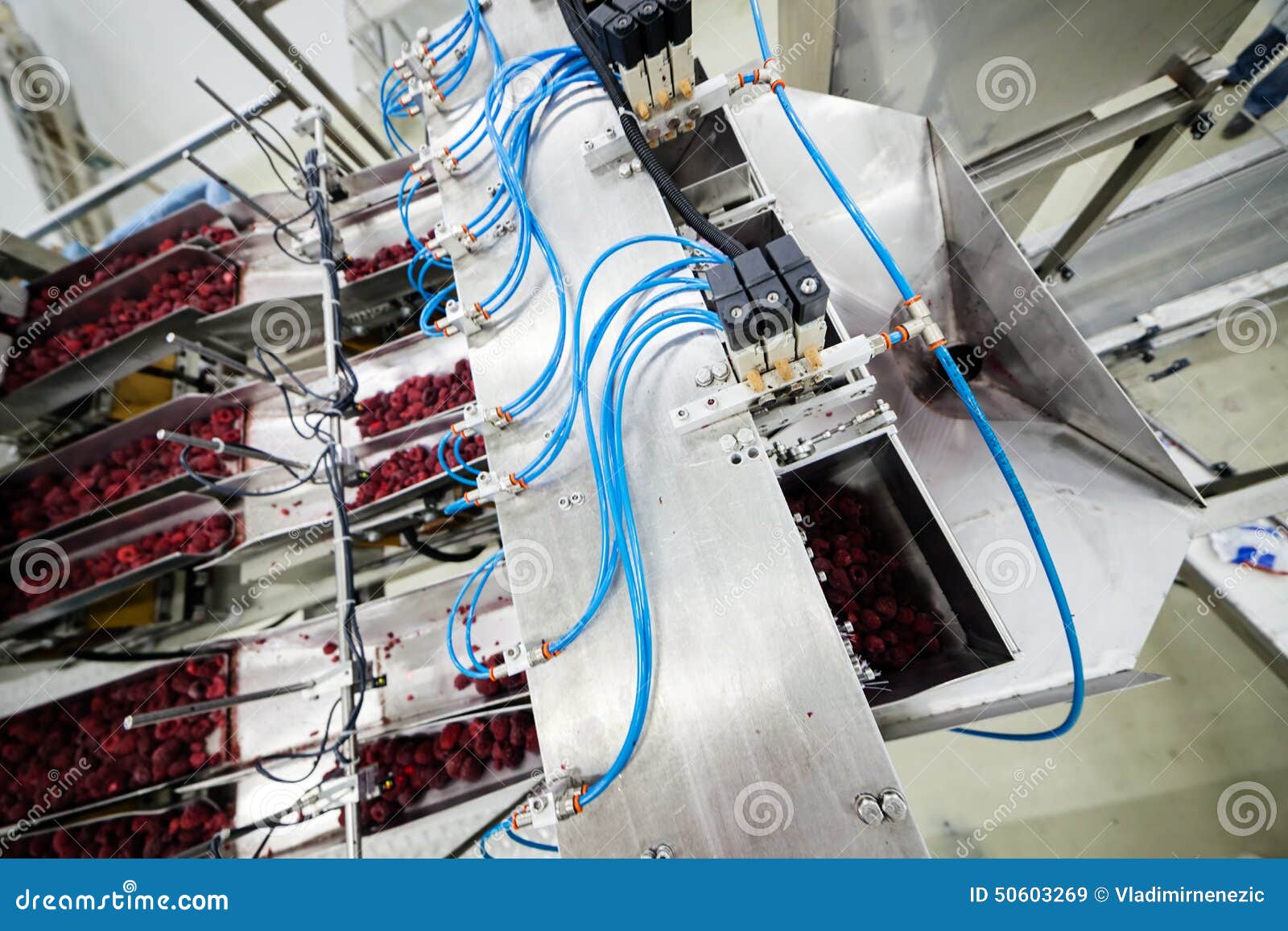 Frozen Raspberry Processing Business Stock Image Image of people