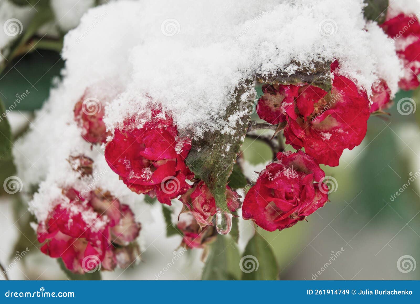 Frozen Red Roses Covered by Snow Stock Image Image of garden, petals