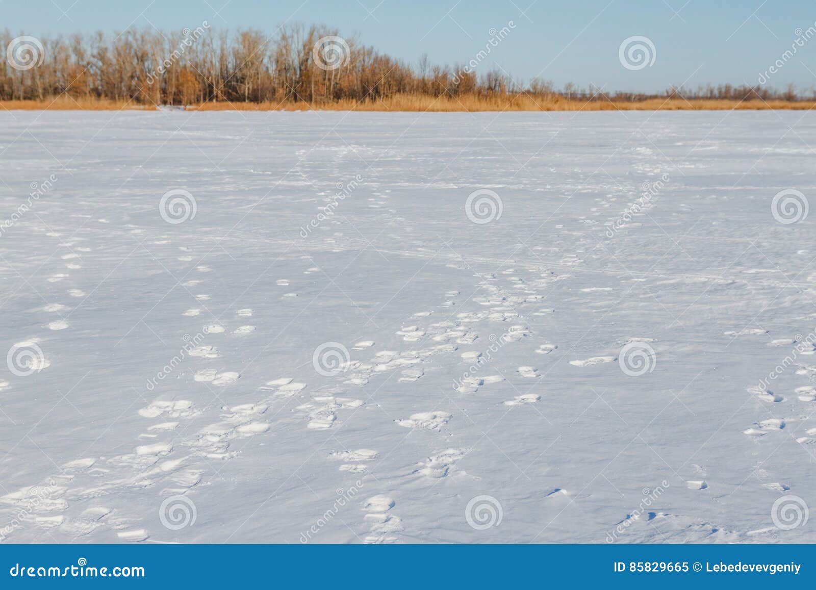 the frozen river with a dry cane on the island