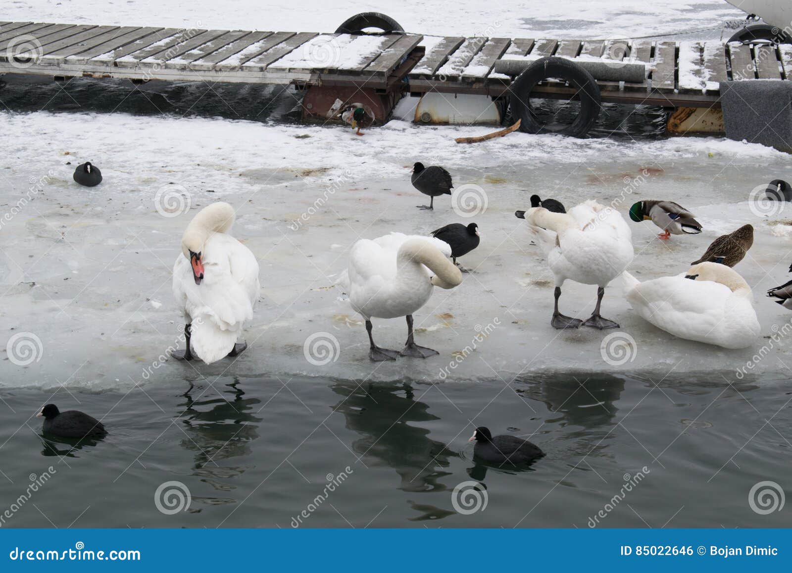 Frozen River with Swans, Seagulls, Ducks and Coots Eating Stock Photo