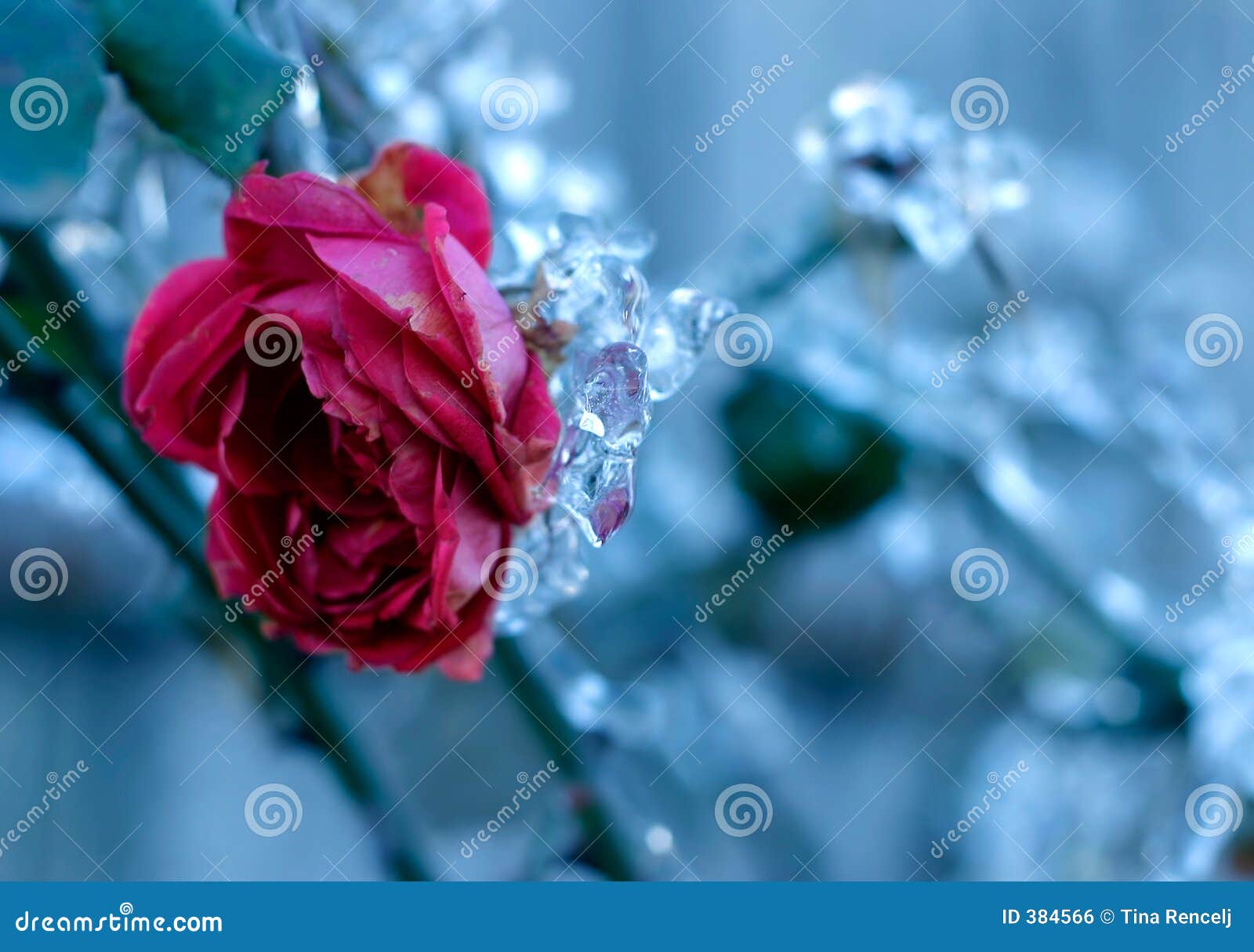 Frozen Rose stock photo. Image of covered, leaves, blue 384566