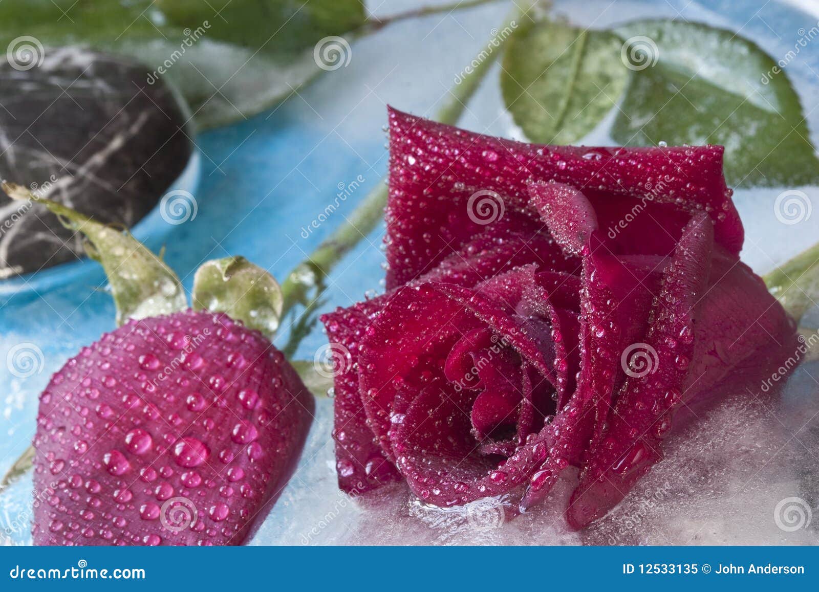 Frozen roses stock image. Image of frozen, rose, colorful 12533135