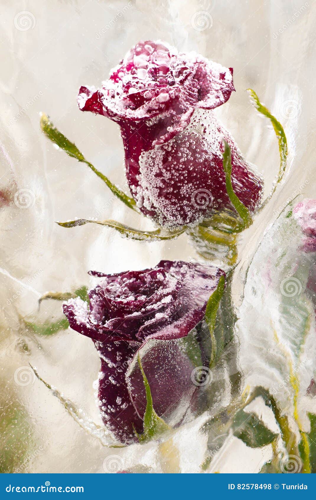 Frozen roses stock photo. Image of card, cold, crystal - 82578498