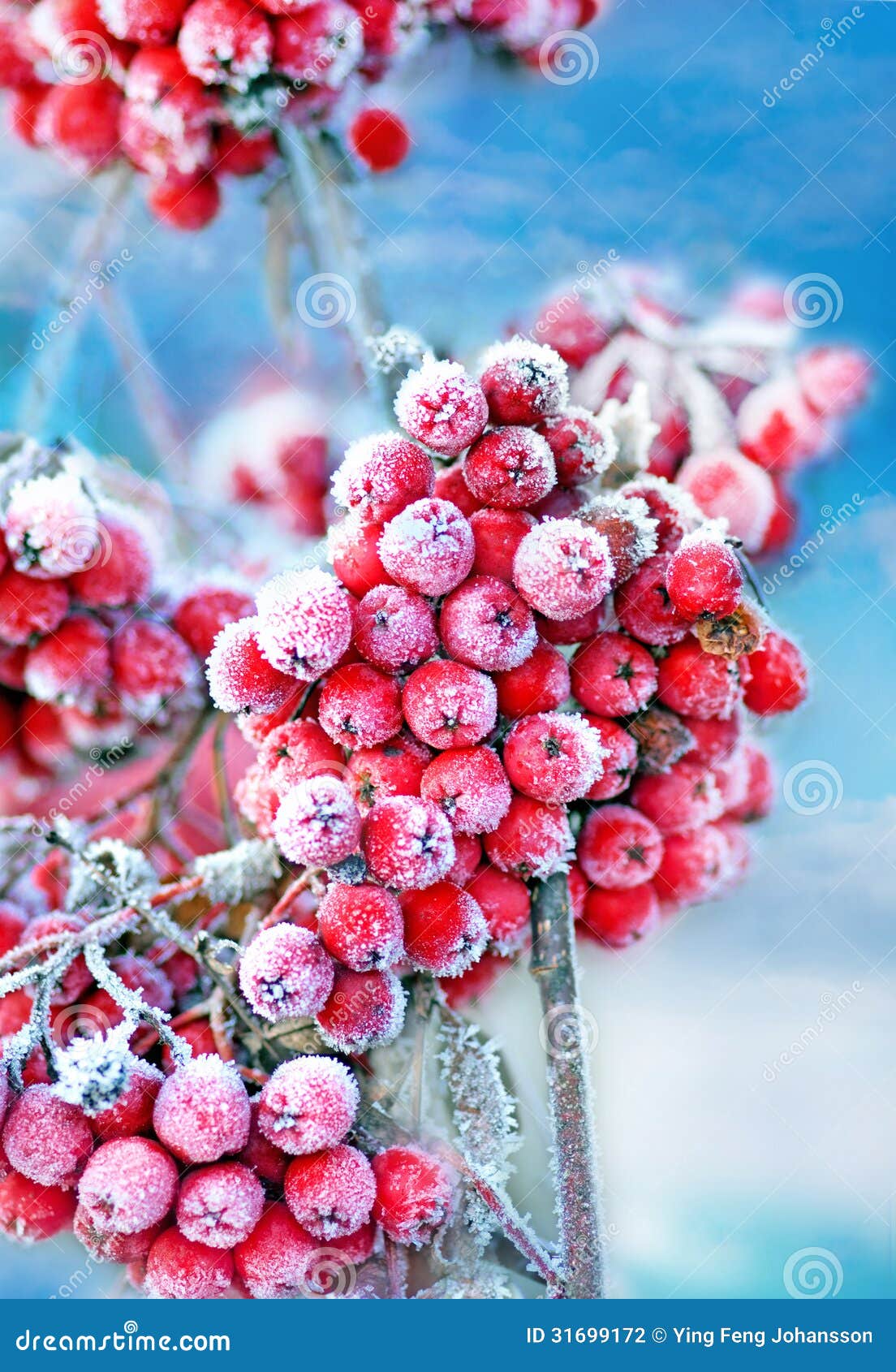 frozen rowan berries