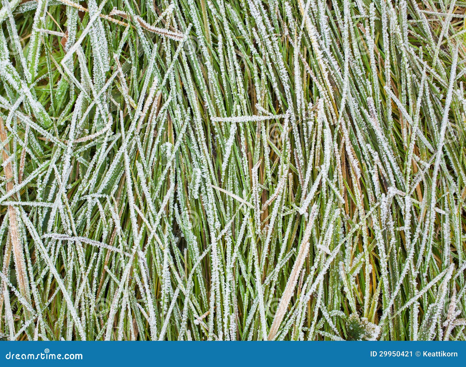 Frozen grass stock image. Image of court, lawn, beautiful 29950421