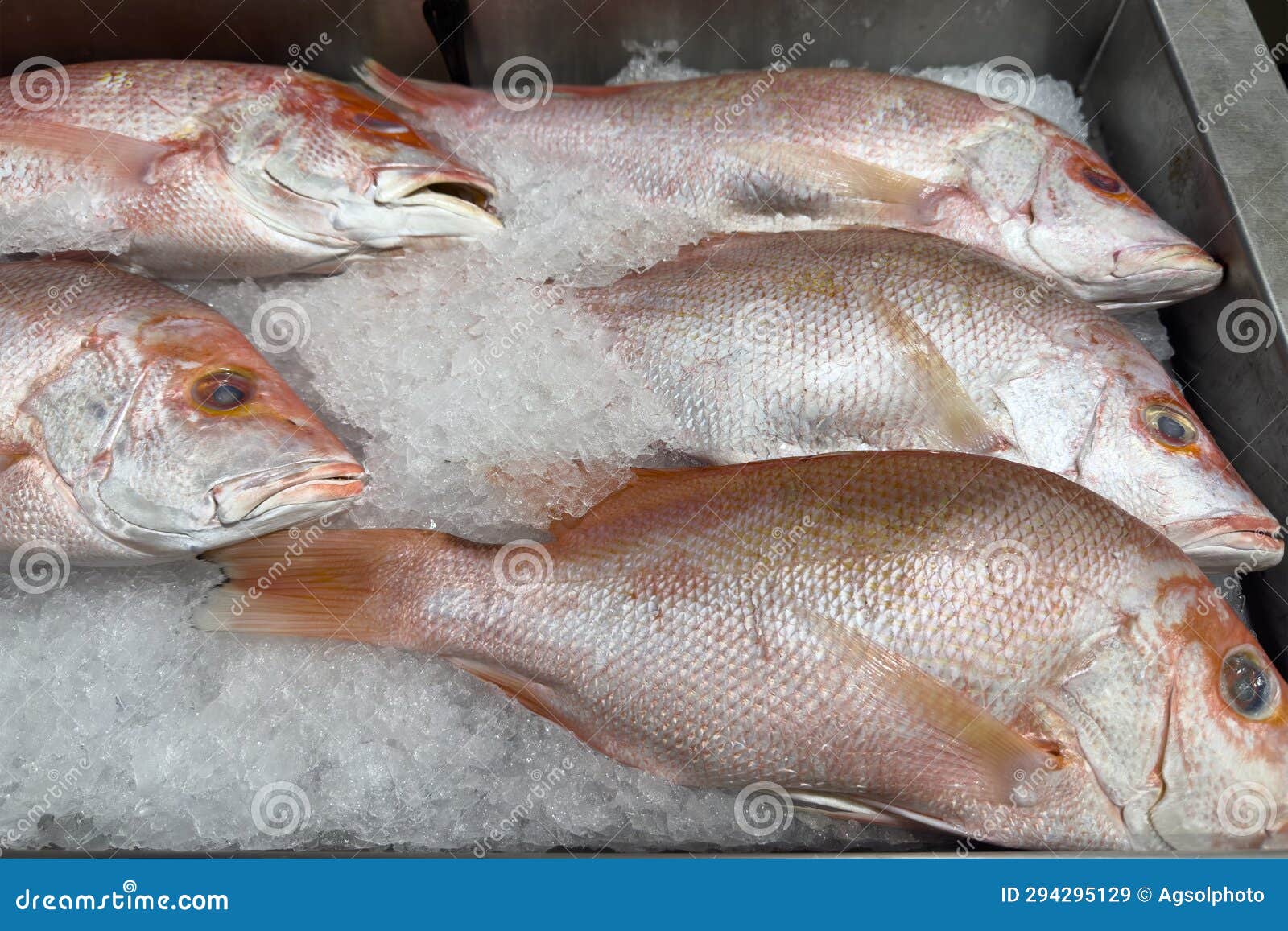 Frozen Sea Bass in a Store Close-up. Selection of Frozen Fish in a