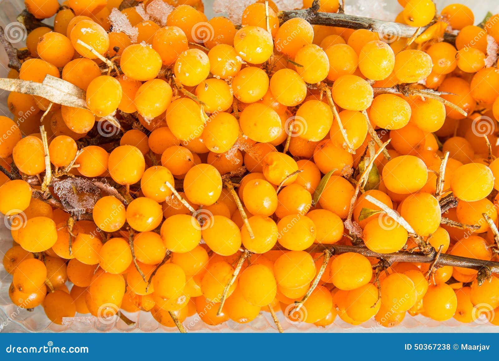 Frozen sea buckthorn stock photo. Image of nature, cose - 50367238