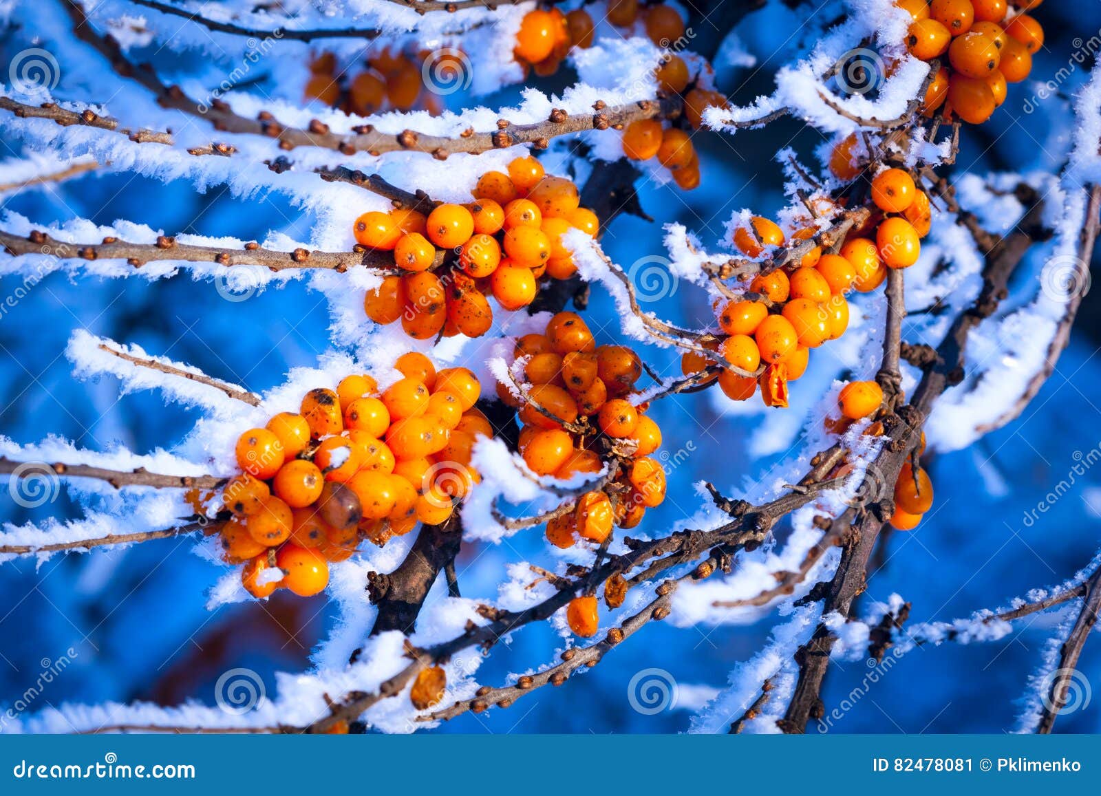Frozen Sea-buckthorn Tree Brunch Stock Image - Image of healthy, leaf